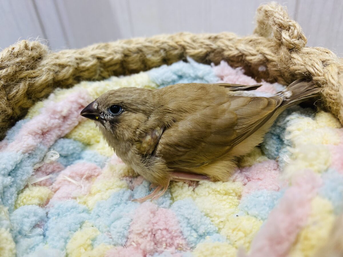 錦花鳥（キンカチョウ）