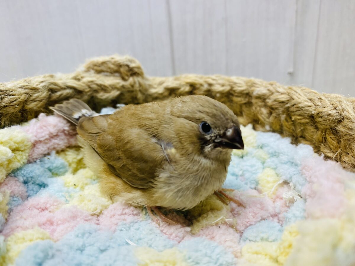 錦花鳥（キンカチョウ）