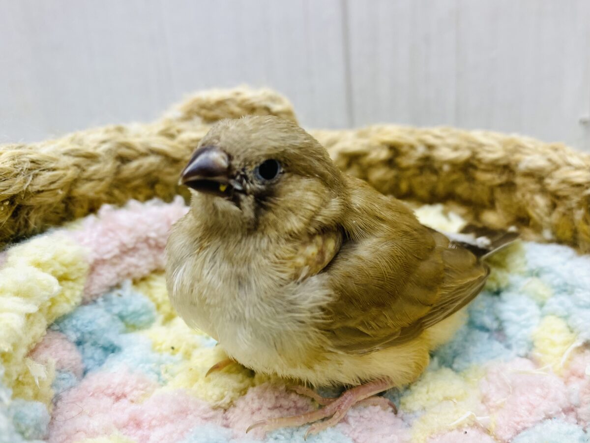 濃いめフォーンのキリッとイケメン🧡✨キンカ鳥やって来た🙌