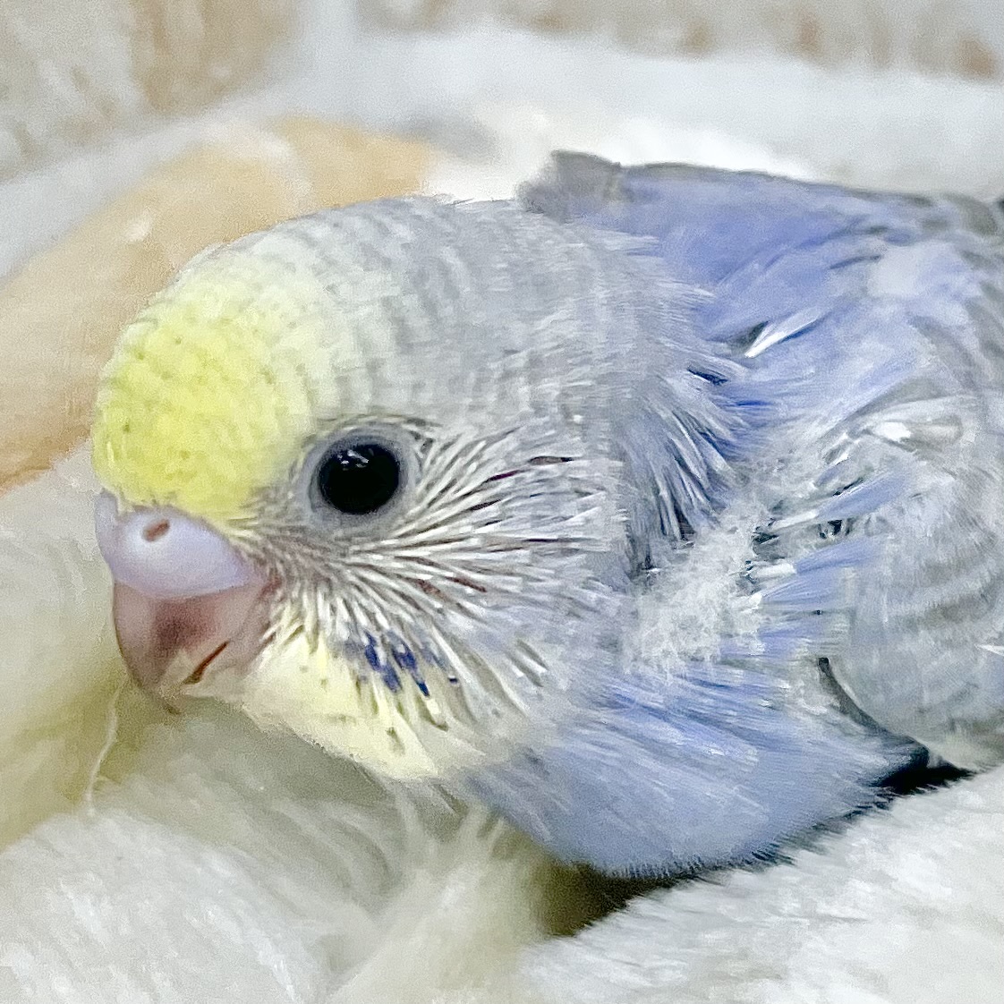 キレイなレインボー🌈💙💜✨　セキセイインコ（パステルレインボー）