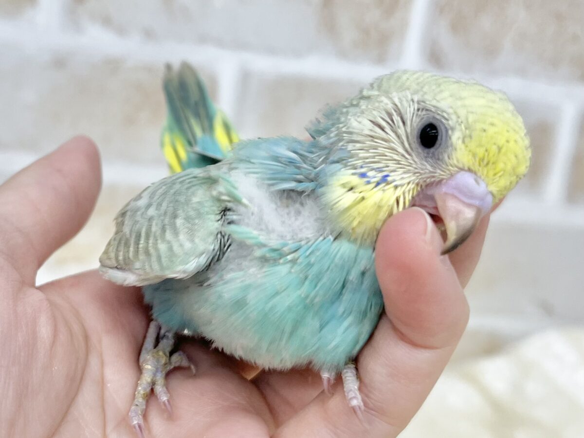 セキセイインコ