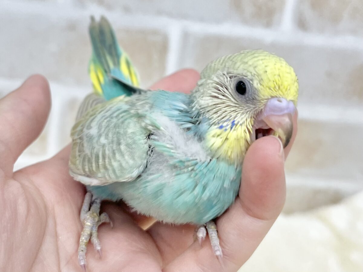 セキセイインコ
