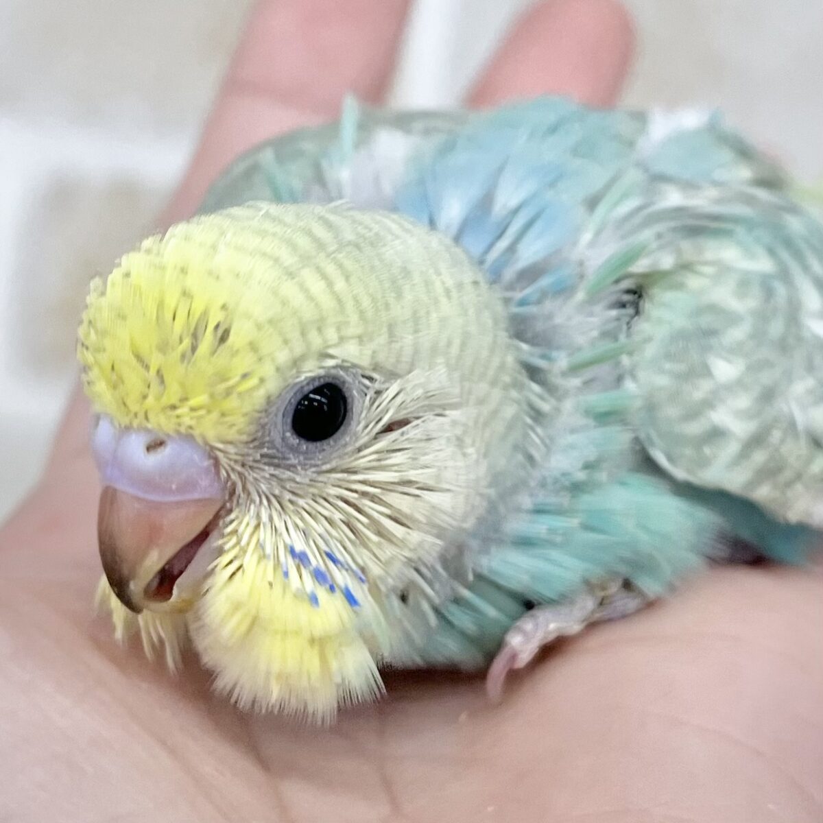 ターコイズブルー🩵💚　セキセイインコ（パステルレインボー）