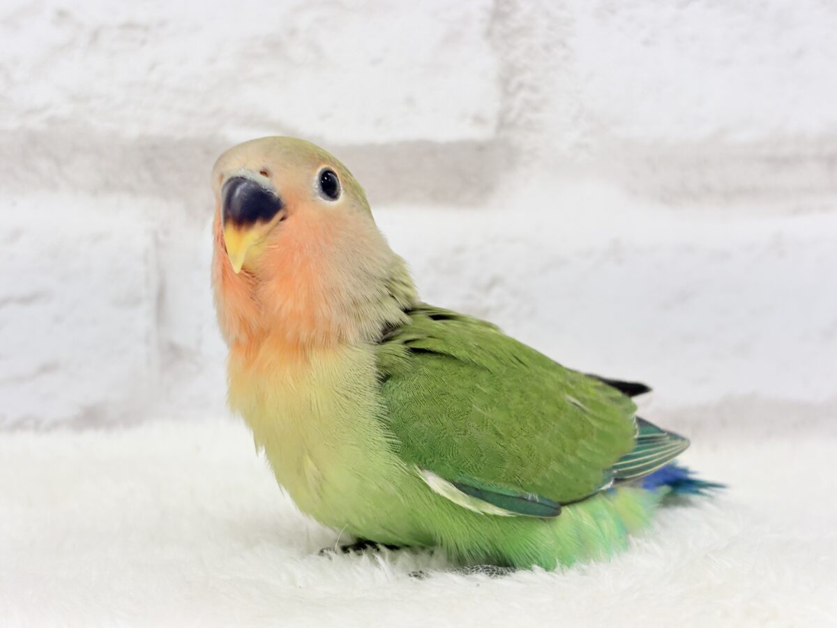 コザクラインコ（小桜インコ）