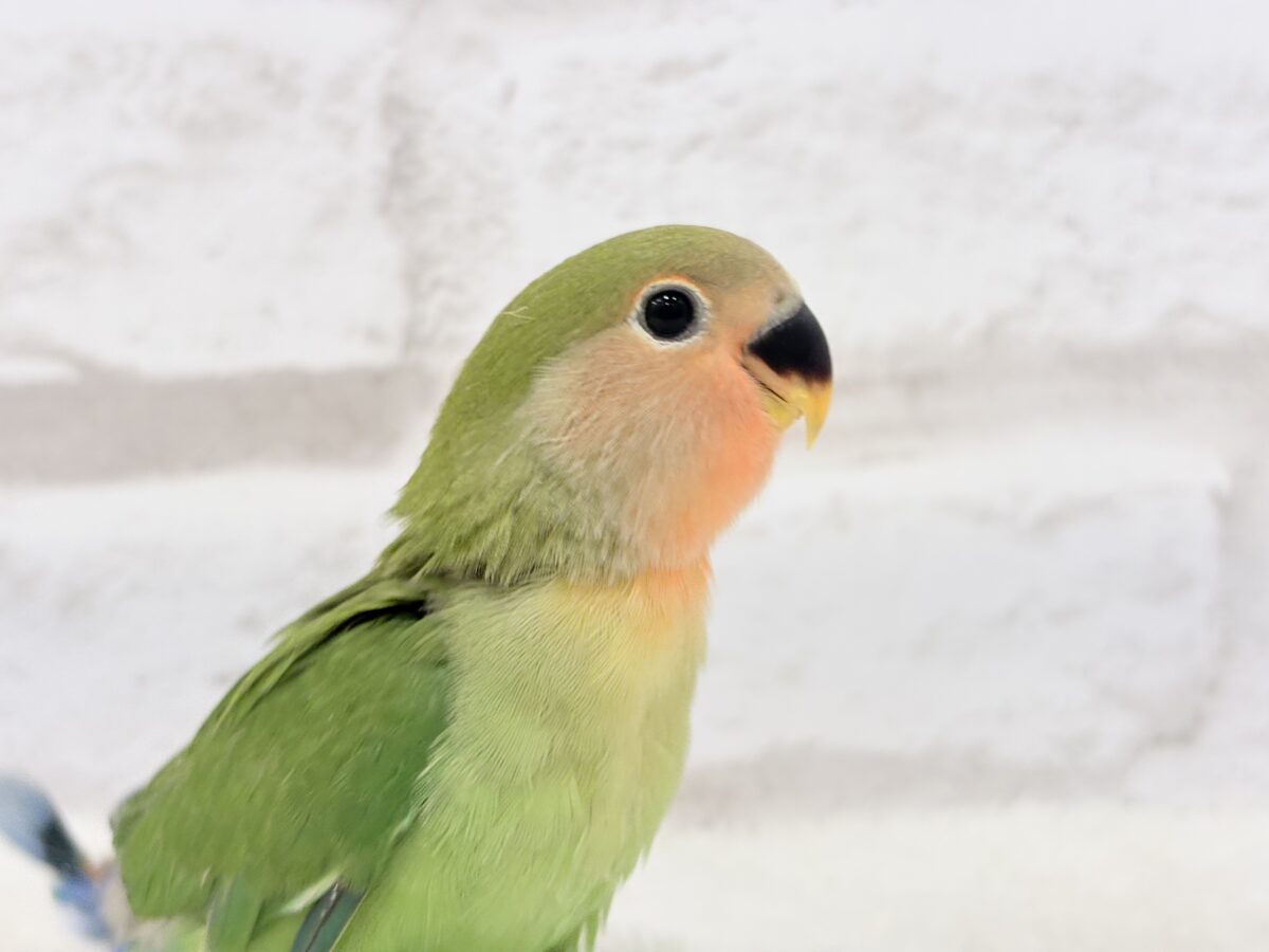 コザクラインコ（小桜インコ）