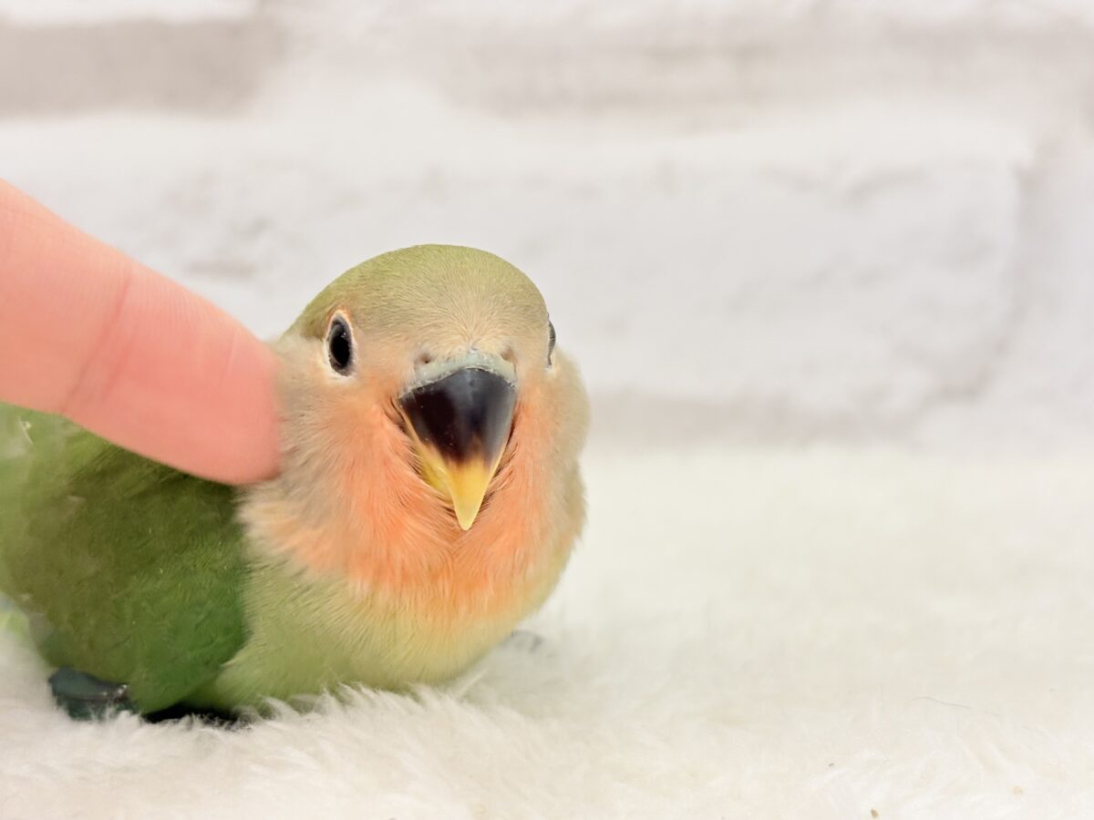 コザクラインコ（小桜インコ）