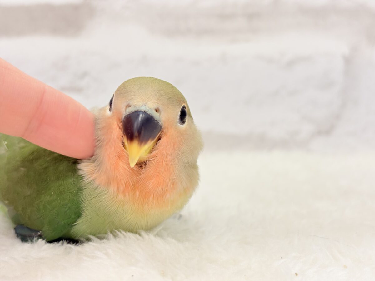 コザクラインコ（小桜インコ）