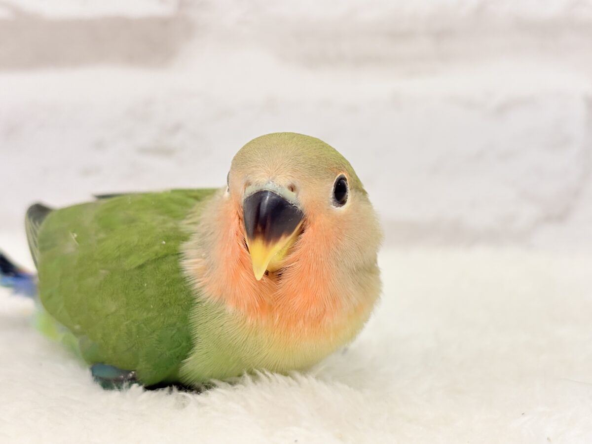 コザクラインコ（小桜インコ）