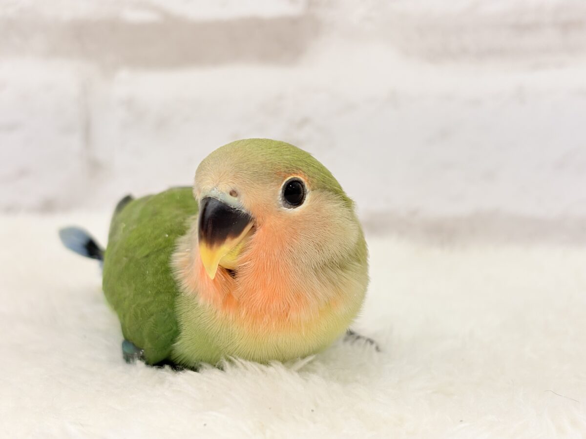 コザクラインコ（小桜インコ）