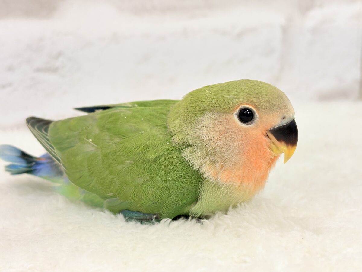 コザクラインコ（小桜インコ）