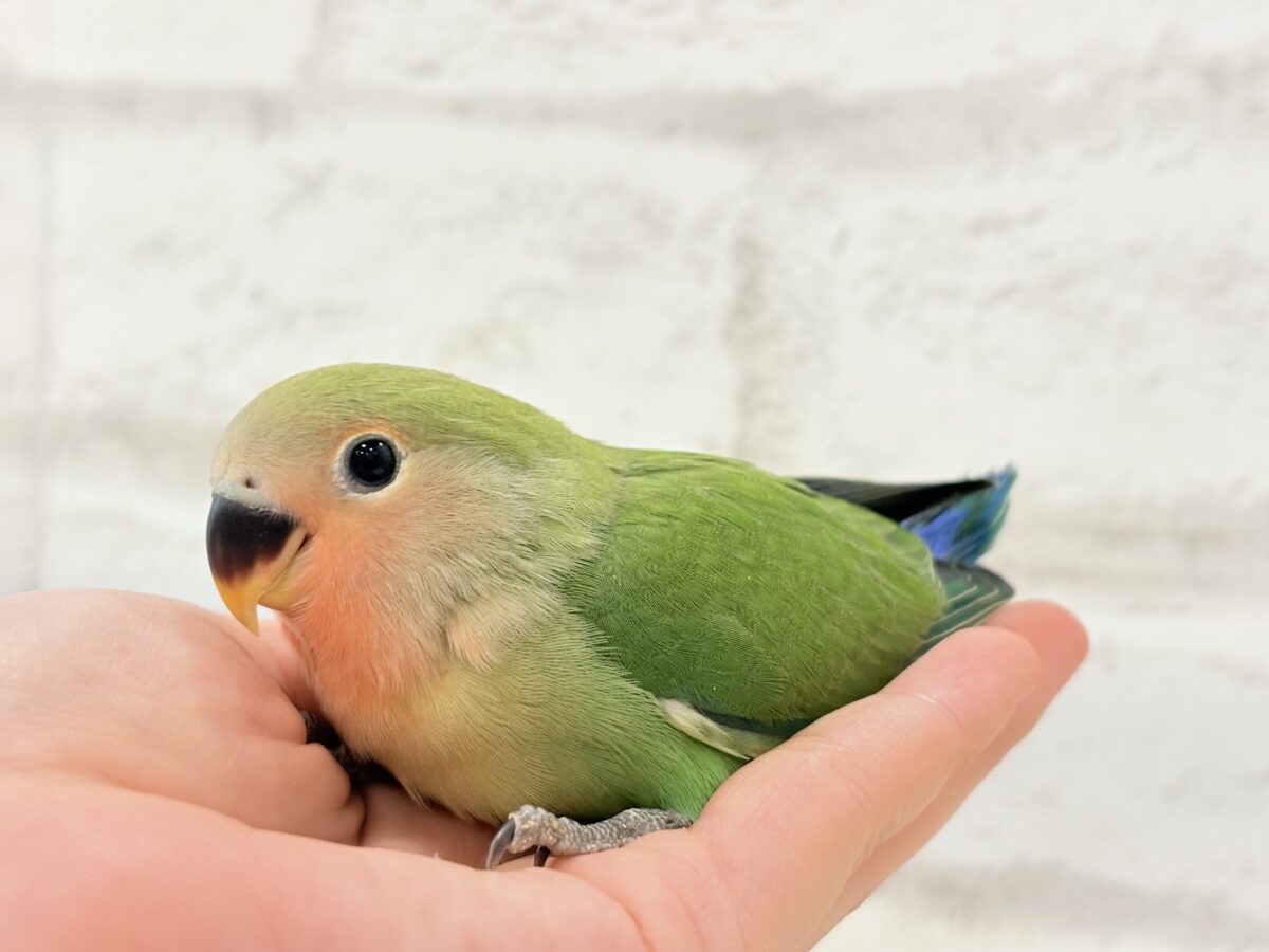 コザクラインコ（小桜インコ）