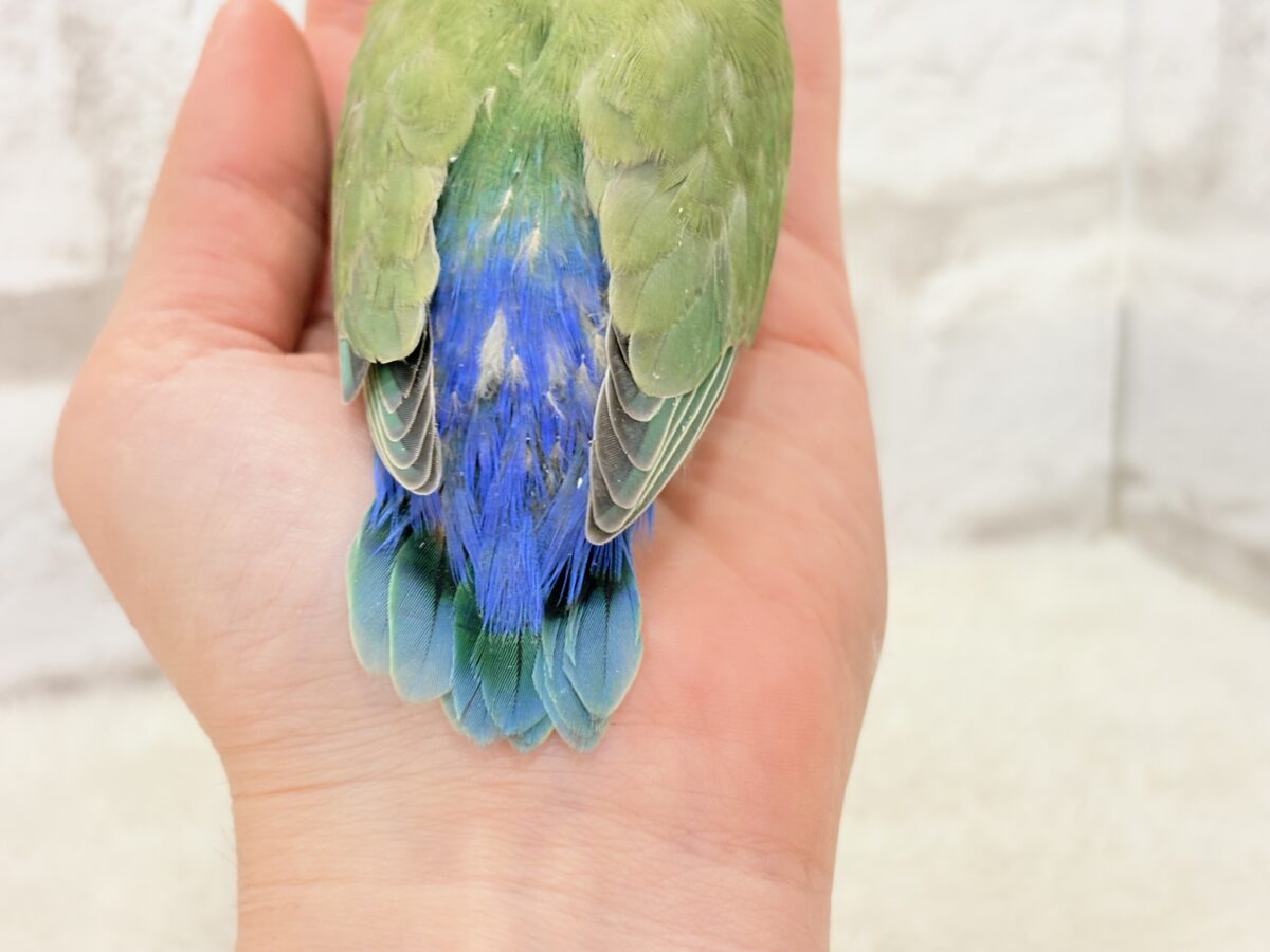 コザクラインコ（小桜インコ）