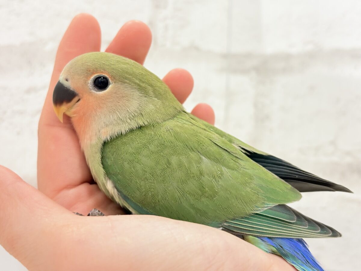 コザクラインコ（小桜インコ）