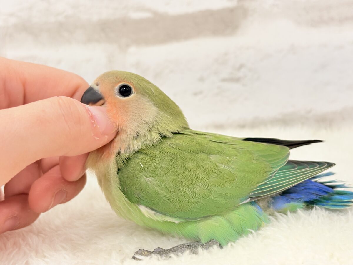 コザクラインコ（小桜インコ）