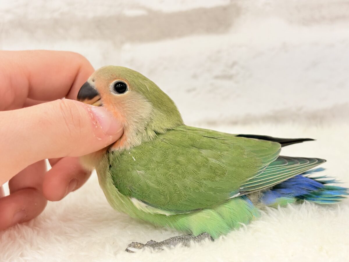 コザクラインコ（小桜インコ）