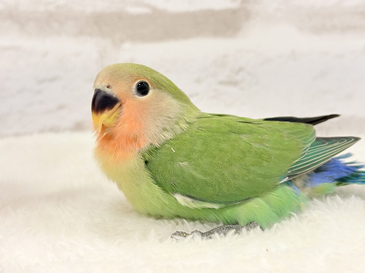 コザクラインコ（小桜インコ）