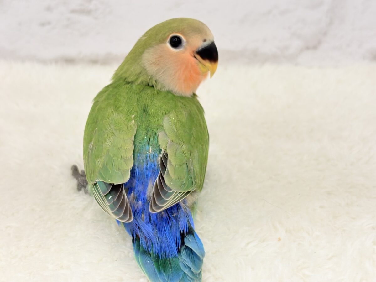 コザクラインコ（小桜インコ）