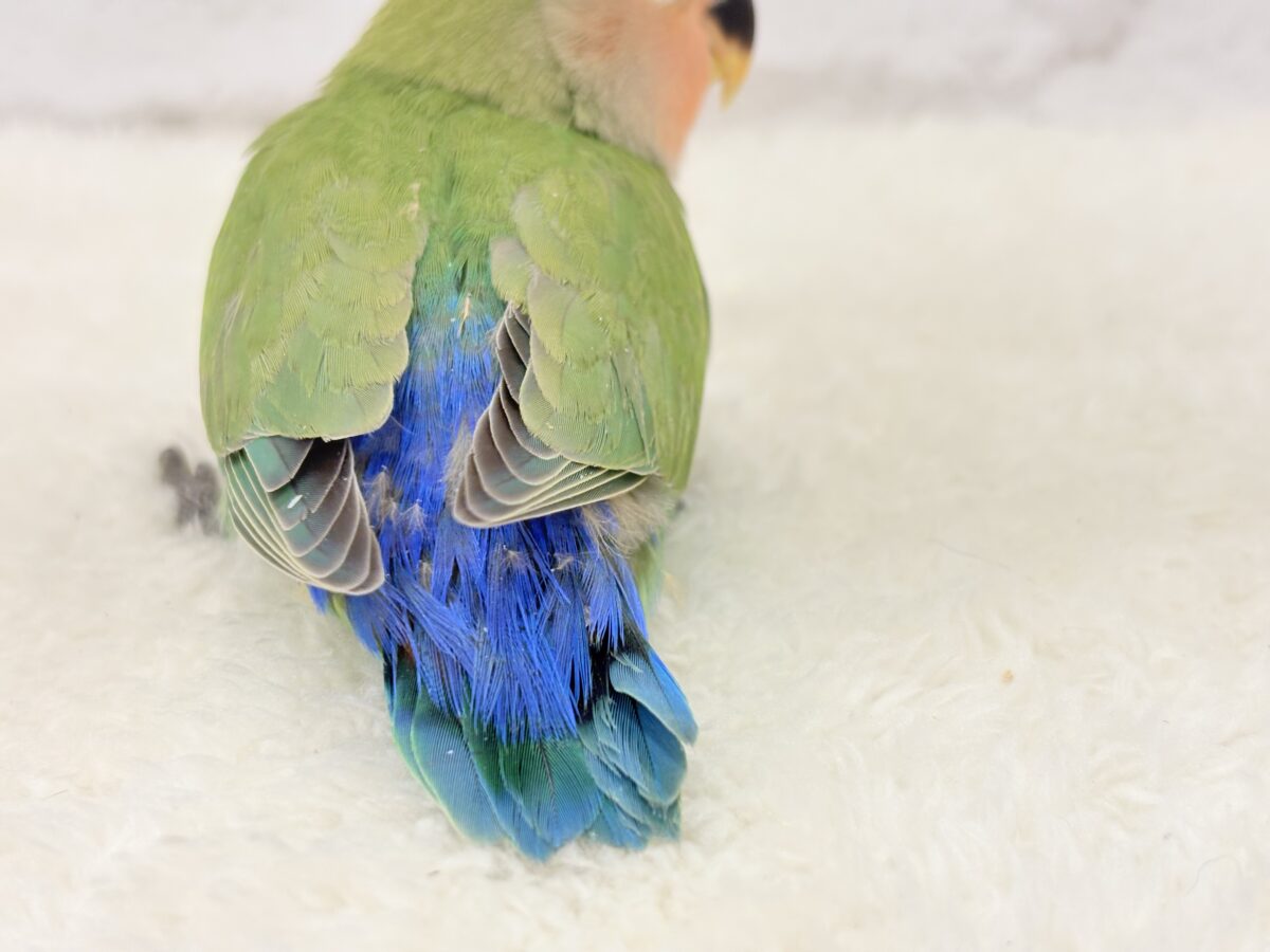 コザクラインコ（小桜インコ）