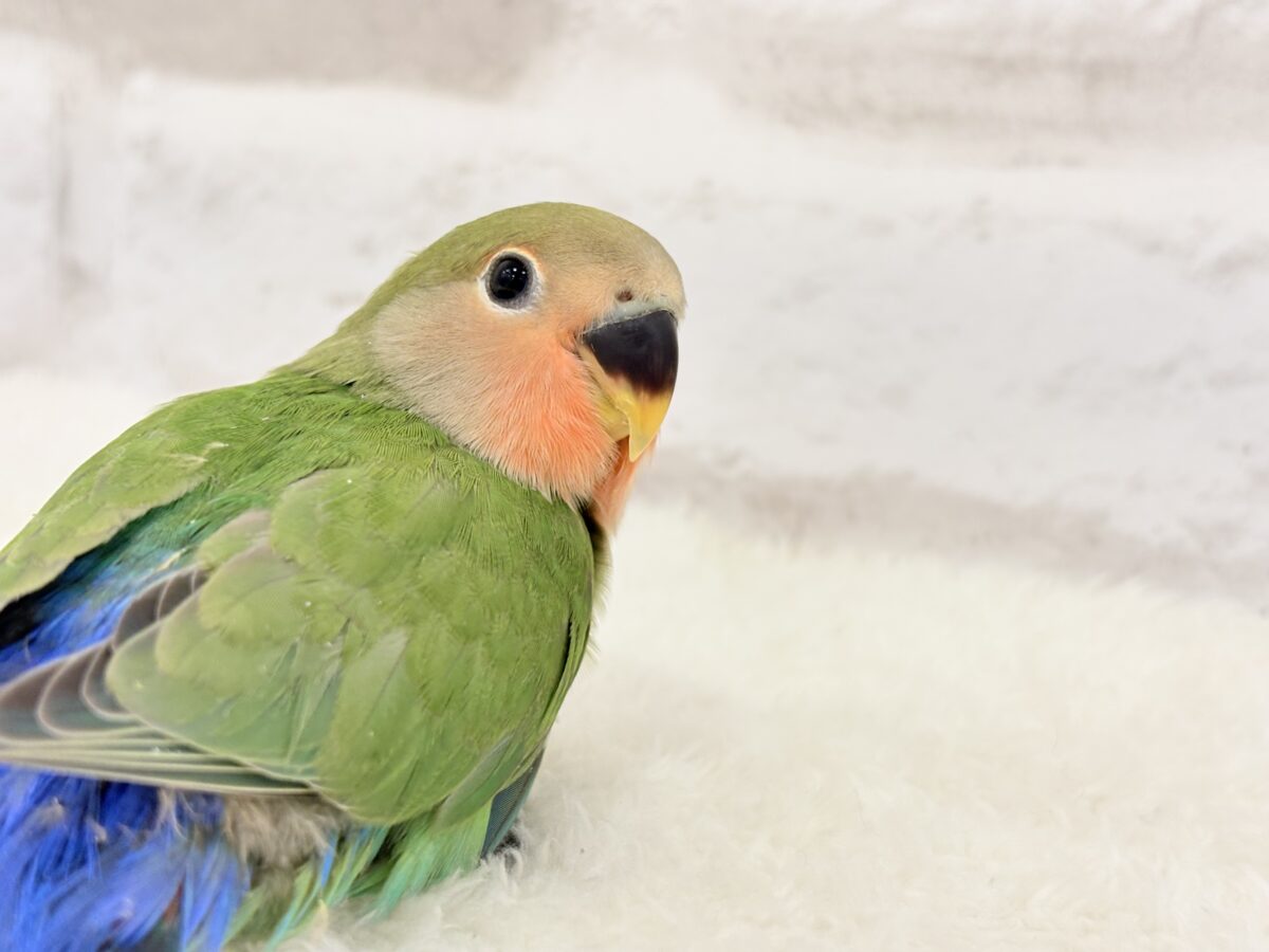 コザクラインコ（小桜インコ）