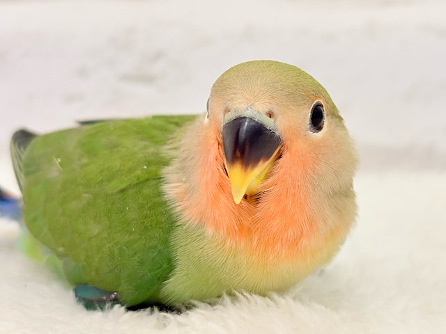 【最新画像更新🪄】アイドルみたいな可愛さ🐣💚コザクラインコ(ノーマル) ヒナ
