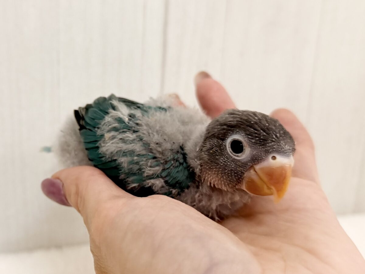 ブルーボタンインコ