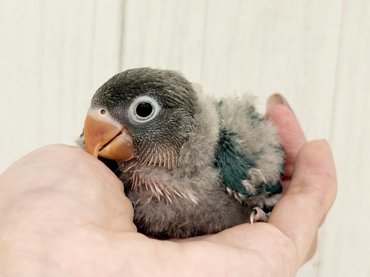 ブルーボタンインコ