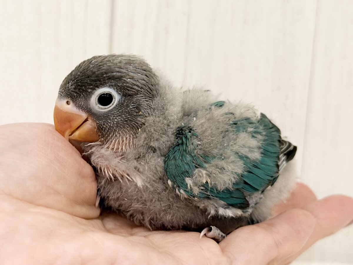 ブルーボタンインコ