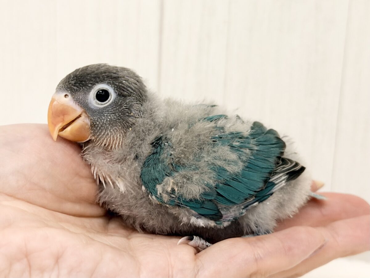 ブルーボタンインコ