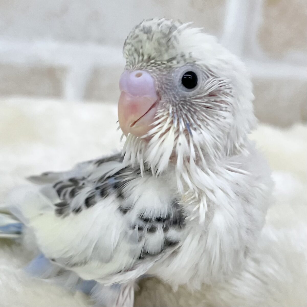 キレイな四色🤍💛💙🖤 セキセイインコ(四色ハルクイン) キレイな四色🤍💛💙🖤 セキセイインコ(四色ハルクイン)