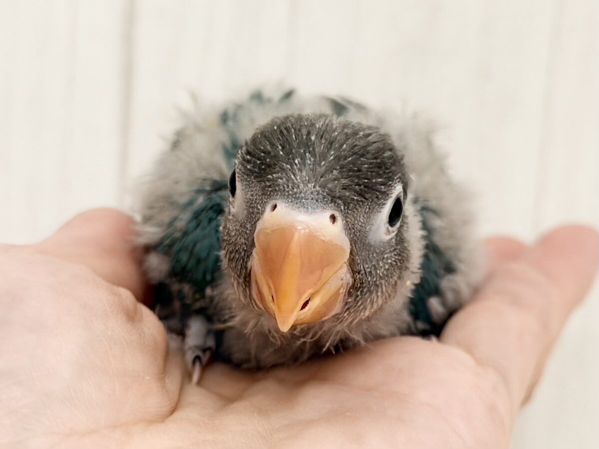 幸せの青い鳥🕊💙ボタンインコのヒナ(ブルー)入荷しました♥️ ブルーボタンインコ