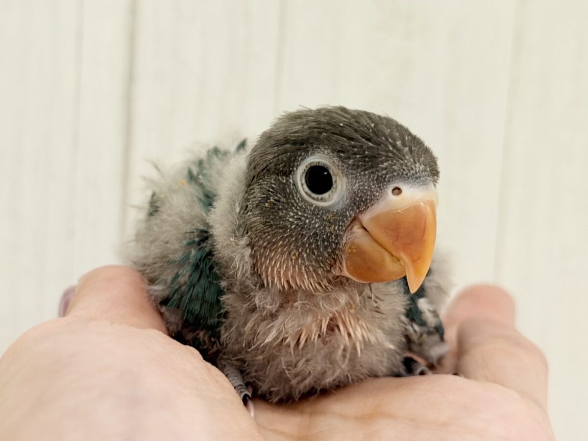 ブルーボタンインコ