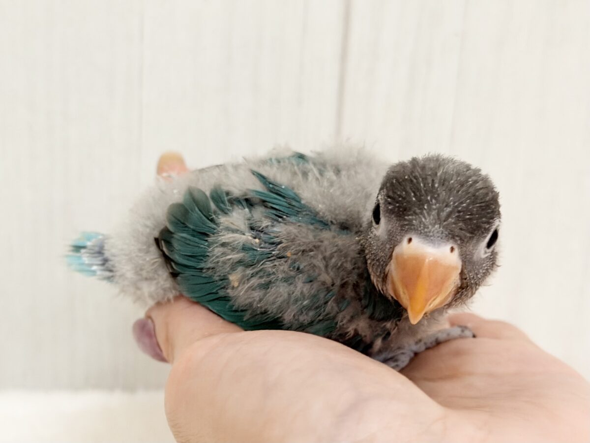 ブルーボタンインコ