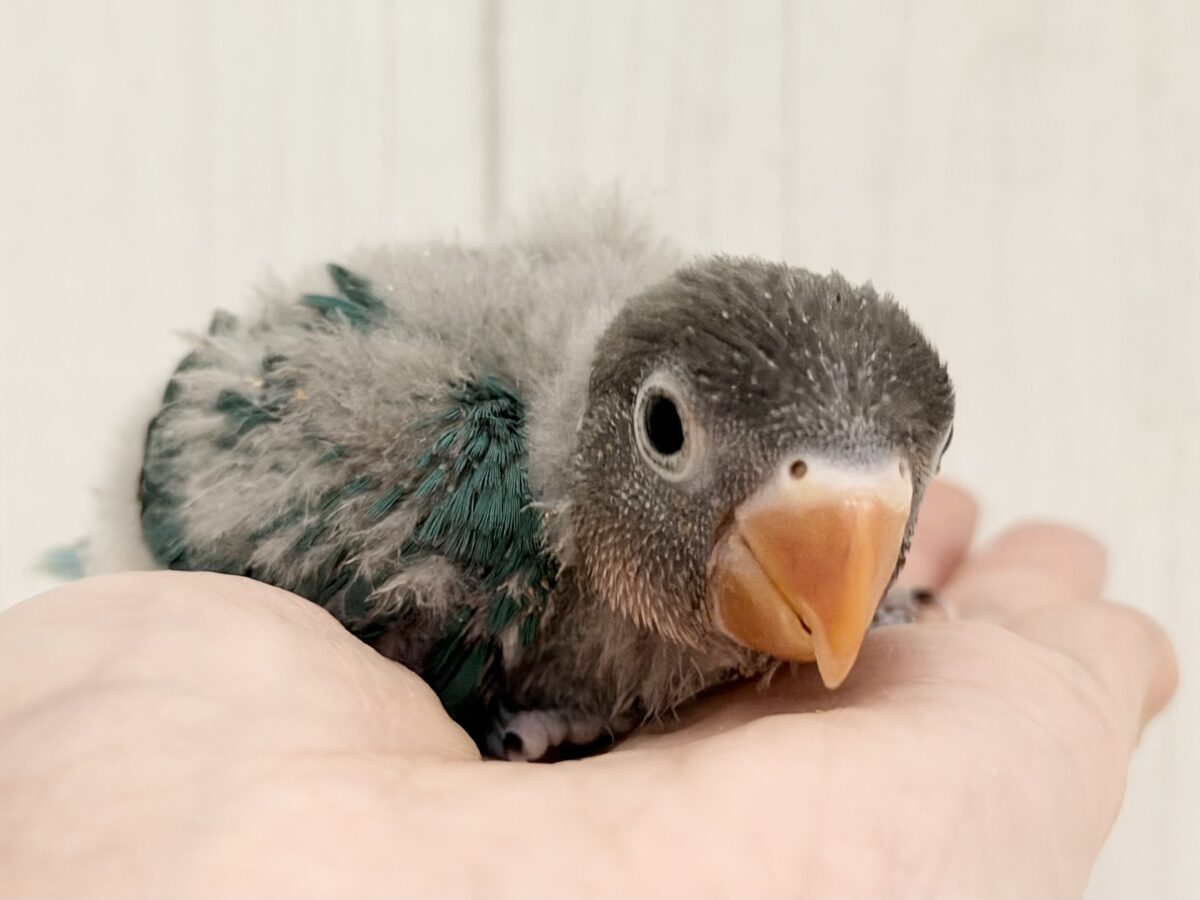 ブルーボタンインコ
