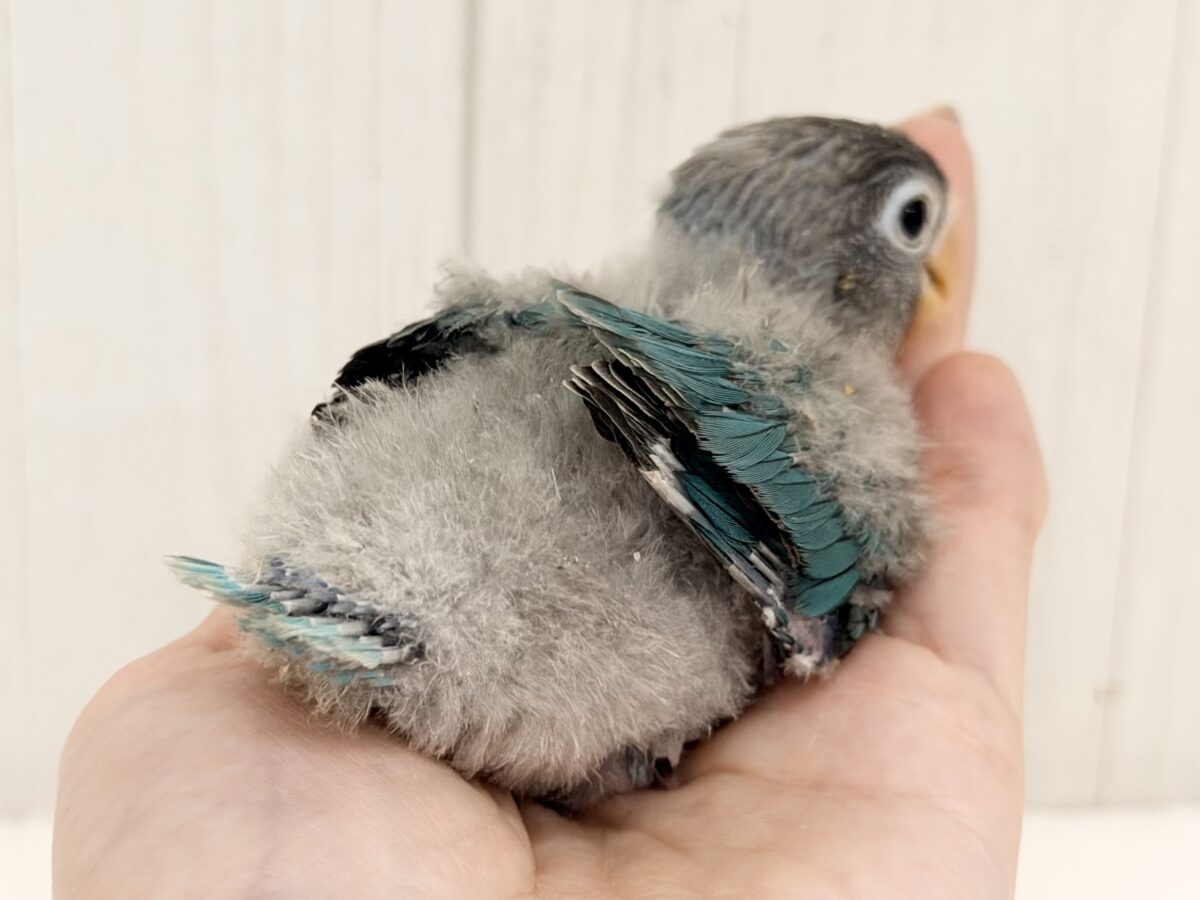 幸せの青い鳥🕊💙ボタンインコのヒナ(ブルー)入荷しました♥️ ブルーボタンインコ