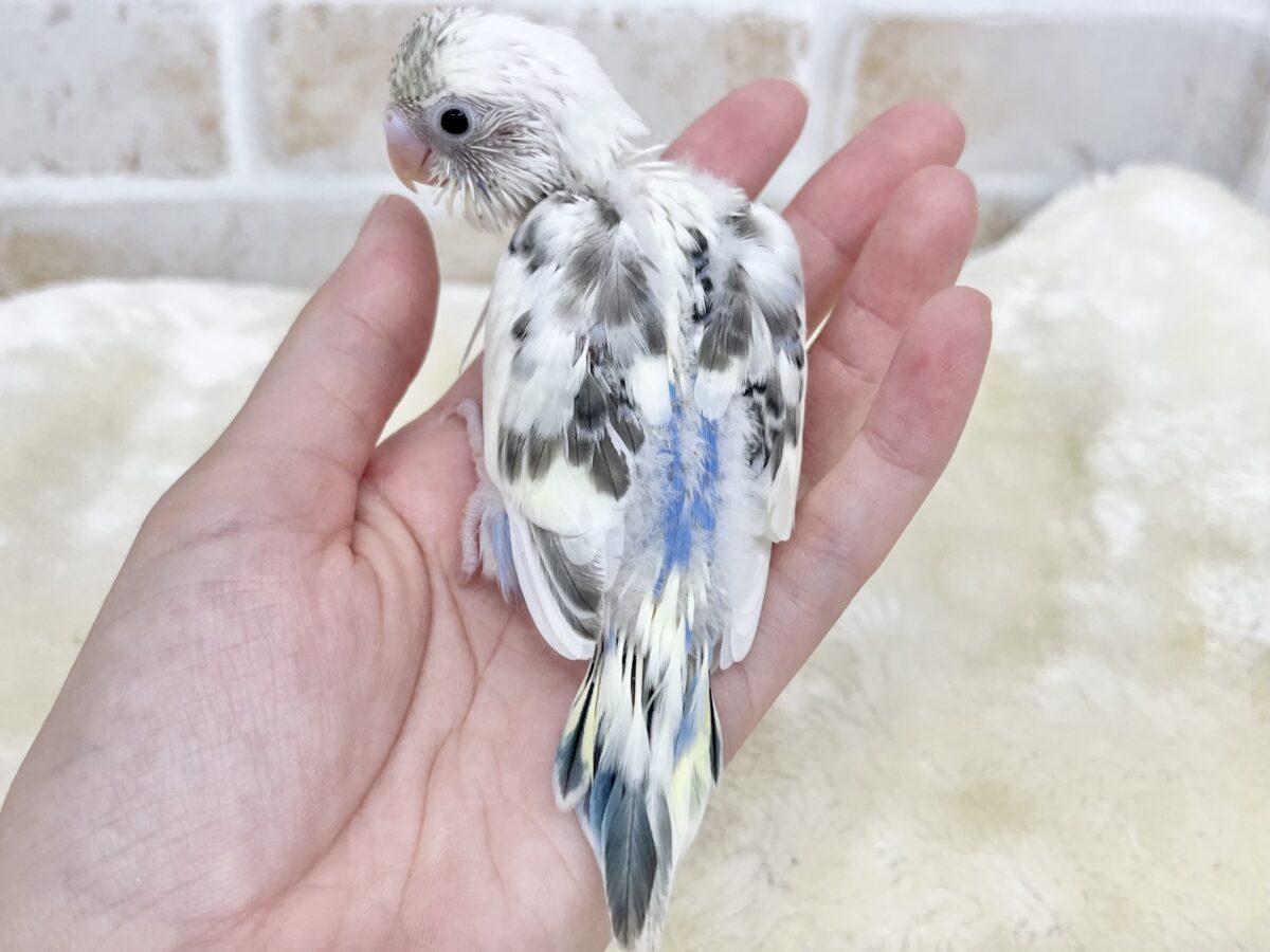 キレイな四色🤍💛💙🖤 セキセイインコ(四色ハルクイン) セキセイインコ