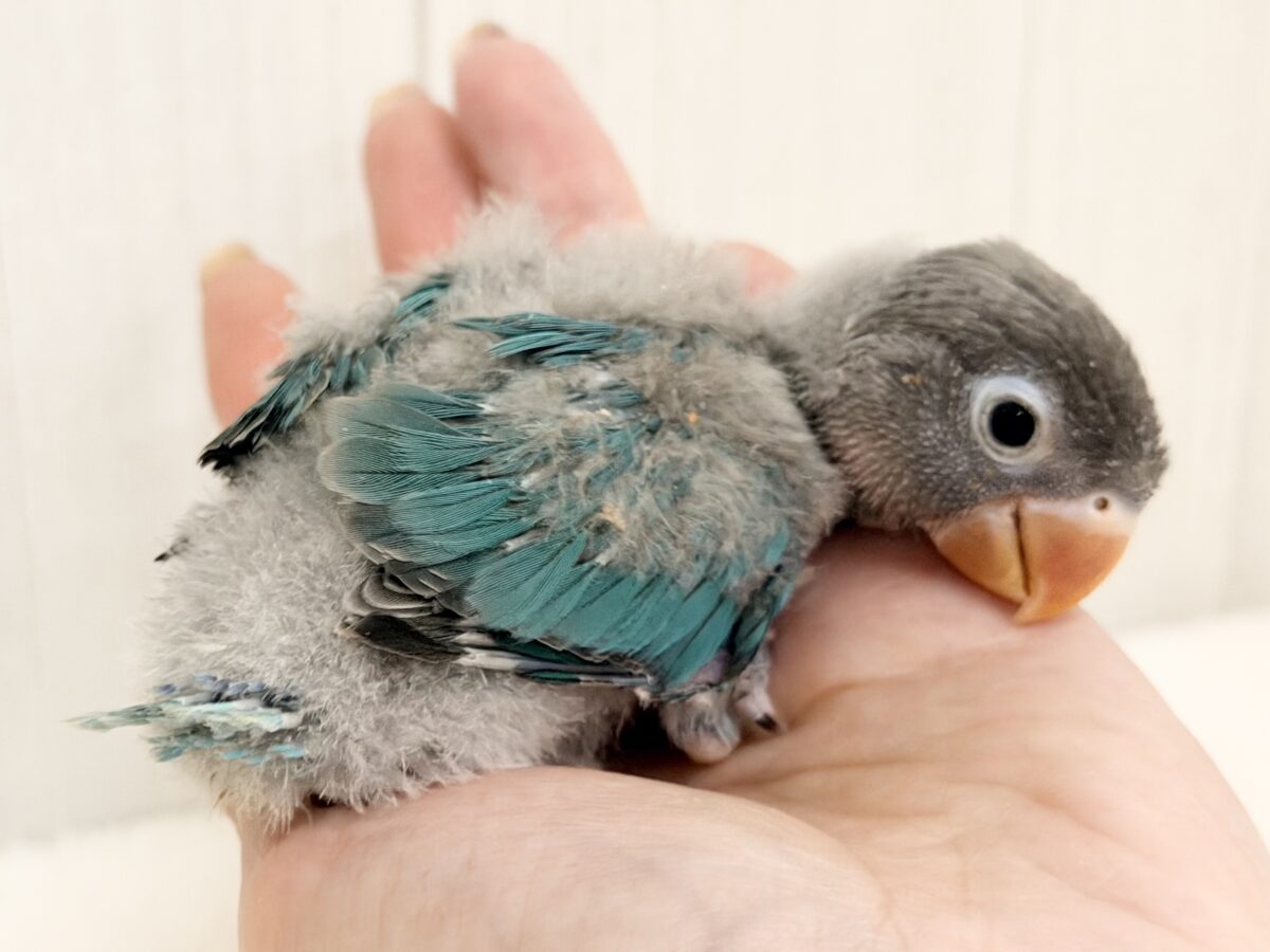 幸せの青い鳥🕊💙ボタンインコのヒナ(ブルー)入荷しました♥️ ブルーボタンインコ