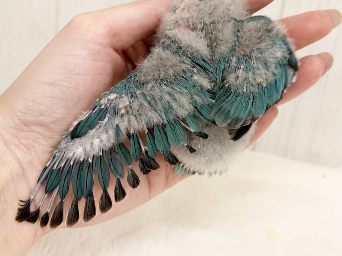幸せの青い鳥🕊💙ボタンインコのヒナ(ブルー)入荷しました♥️ ブルーボタンインコ