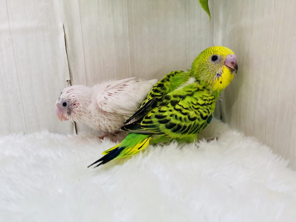セキセイインコ
