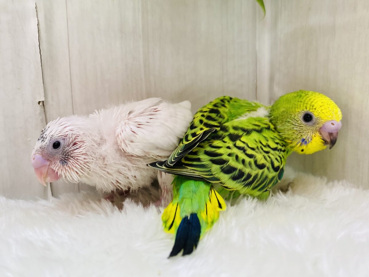白✖️緑の定番カラー⁉️セキセイインコやって来ました😊☘️