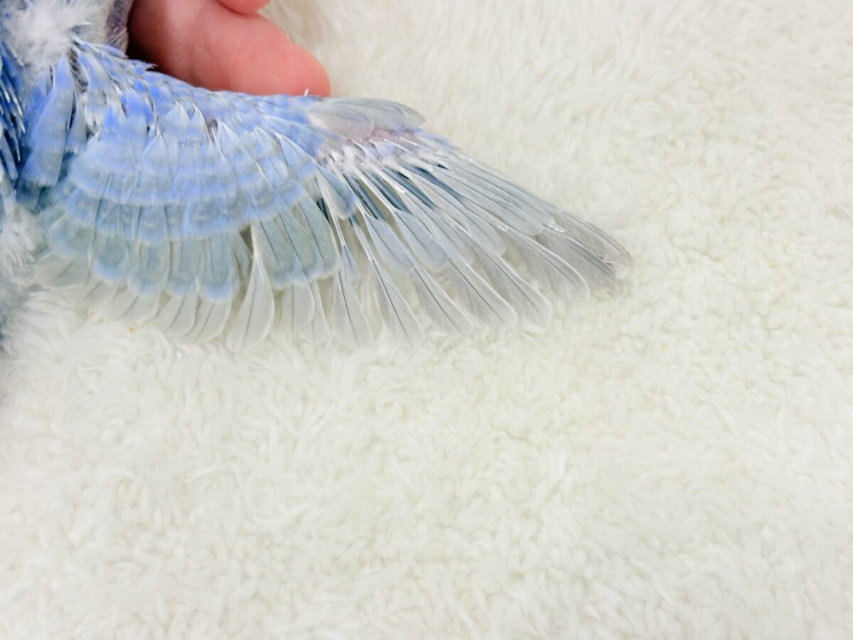 優しいパープルでリラックス〜🐣🫧セキセイインコ(パステルレインボー) ヒナ セキセイインコ