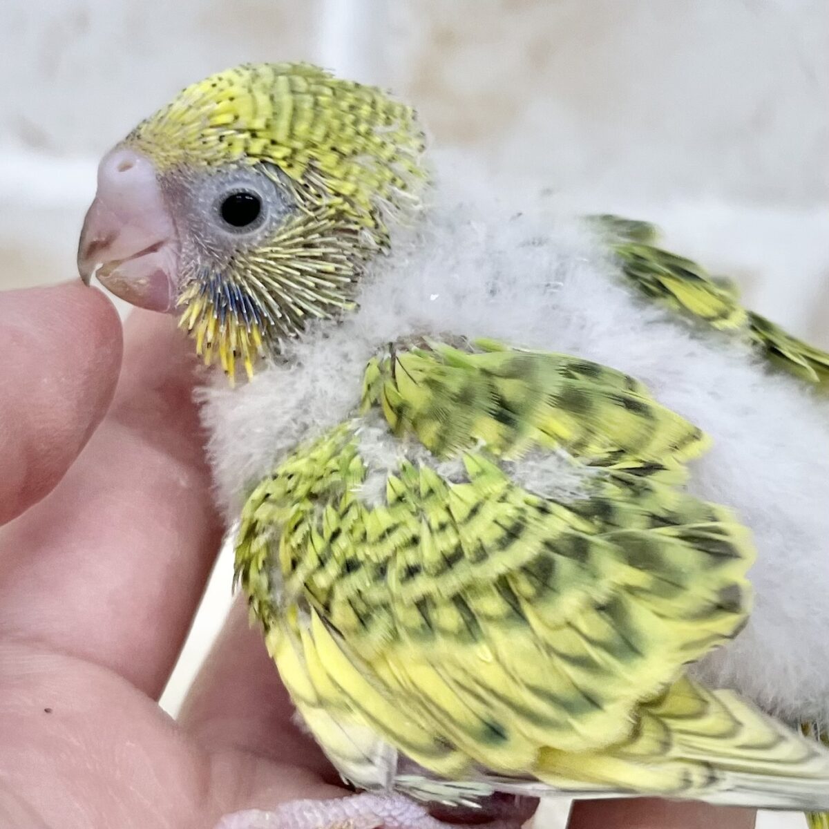 ちびちびスパングル🐥💚✨ セキセイインコ ちびちびスパングル🐥💚✨ セキセイインコ