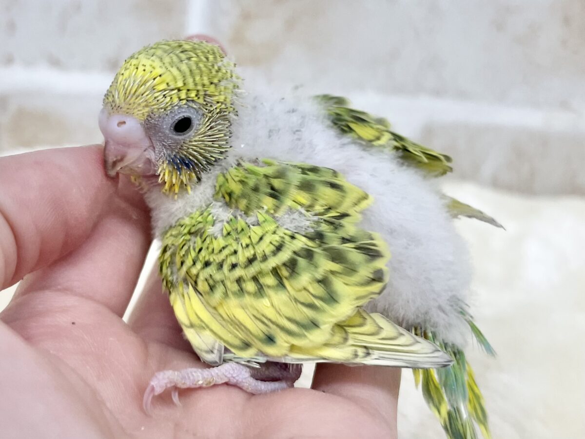 セキセイインコ