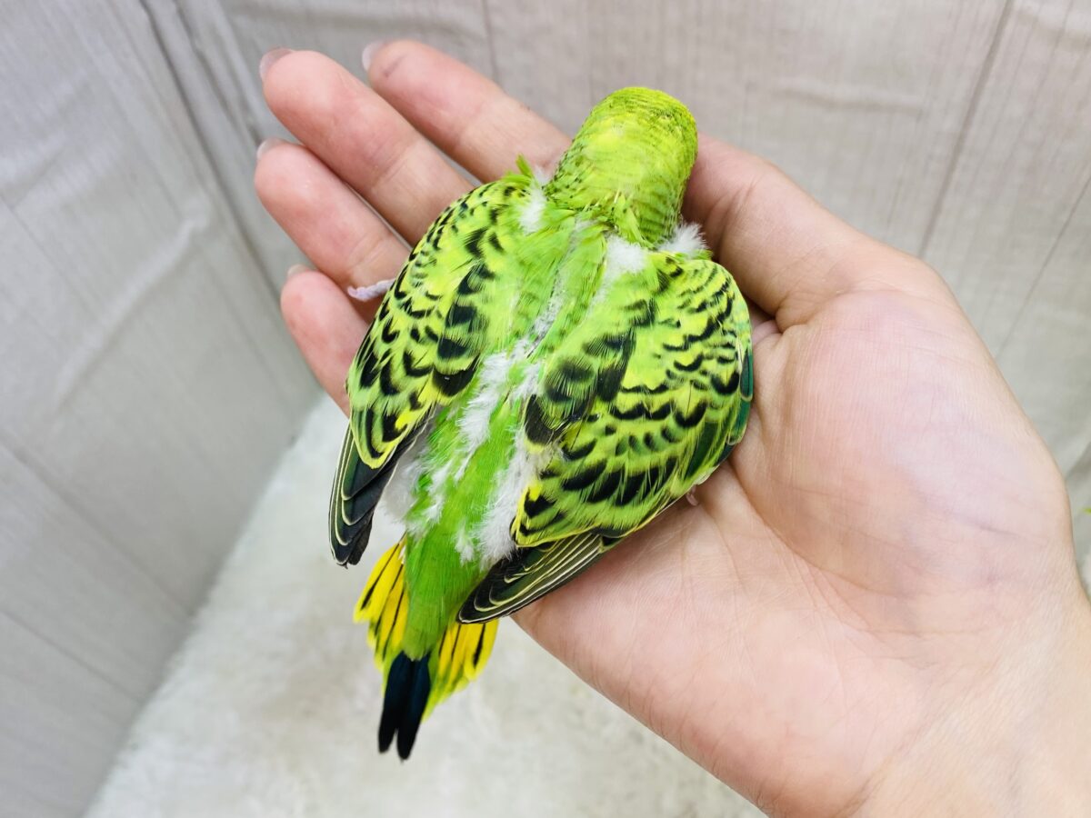 セキセイインコ