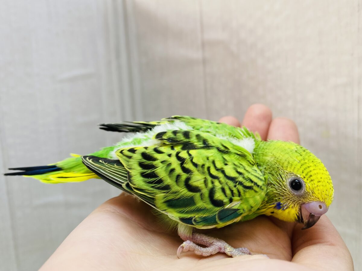 セキセイインコ