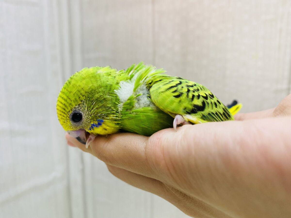 セキセイインコ