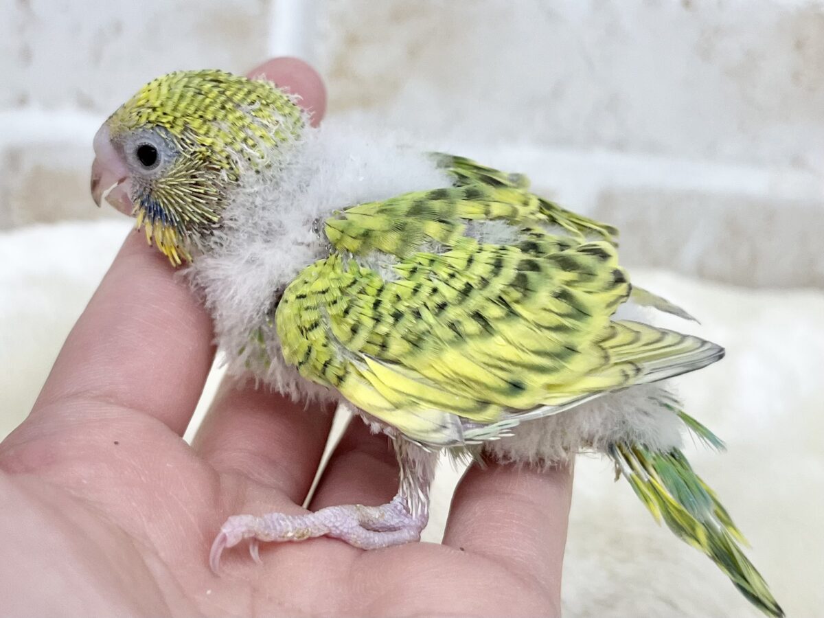 セキセイインコ