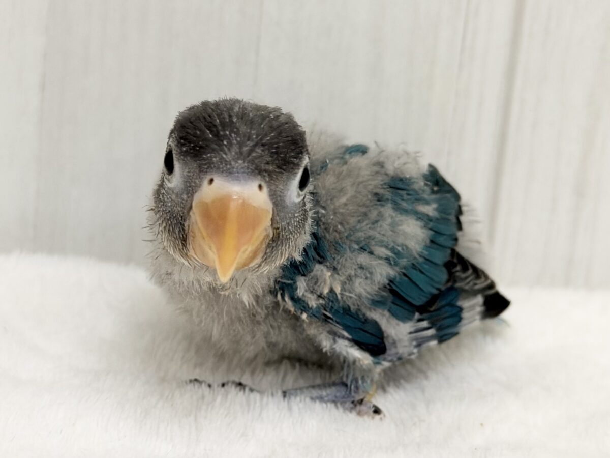 幸せの青い鳥🕊💙ボタンインコのヒナ(ブルー)入荷しました♥️ ブルーボタンインコ