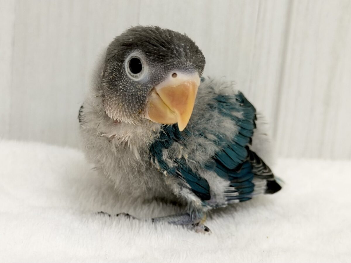 幸せの青い鳥🕊‎💙ボタンインコのヒナ(ブルー)入荷しました♥️