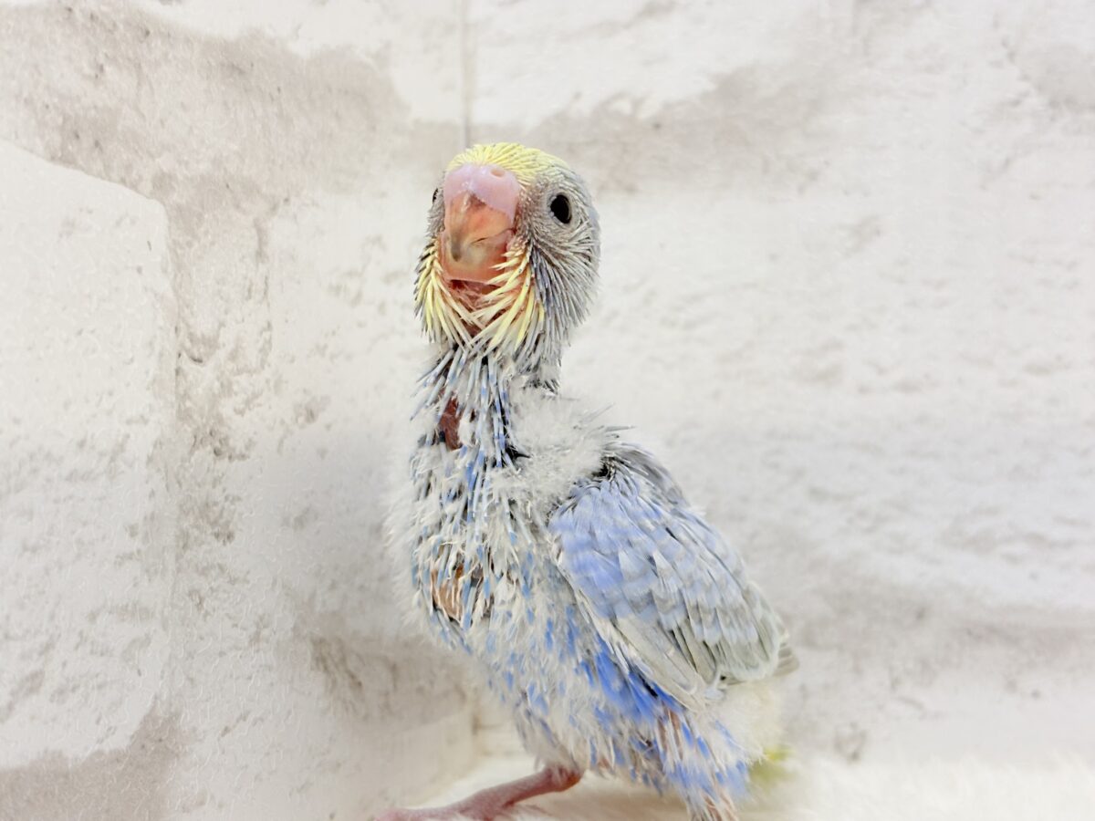優しいパープルでリラックス〜🐣🫧セキセイインコ(パステルレインボー) ヒナ セキセイインコ