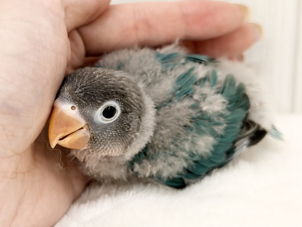 幸せの青い鳥🕊💙ボタンインコのヒナ(ブルー)入荷しました♥️ ブルーボタンインコ